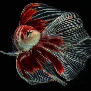 Meet your Posher, Hai